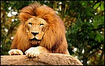 HD Wallpaper 55.jpg