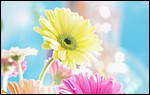 Best HD Wallpaper 093.jpg